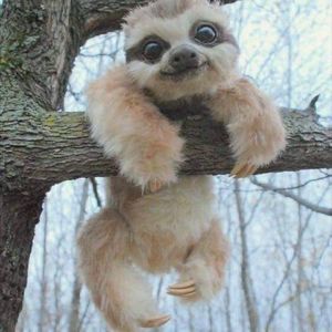 Meet your Posher, Kitty